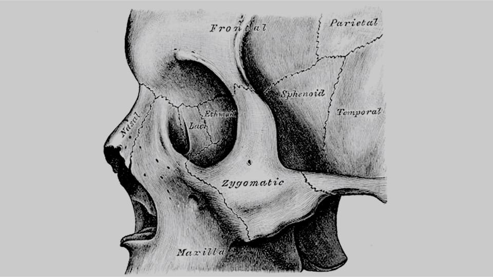 Rhinology