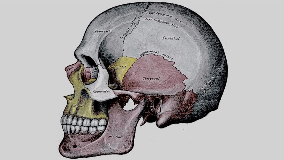 Head and Neck